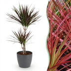 Dracaena Magenta, kenmerkend blad