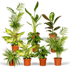 Verrassingsbox kamerplanten