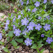 Vinca major - grote maagdenpalm