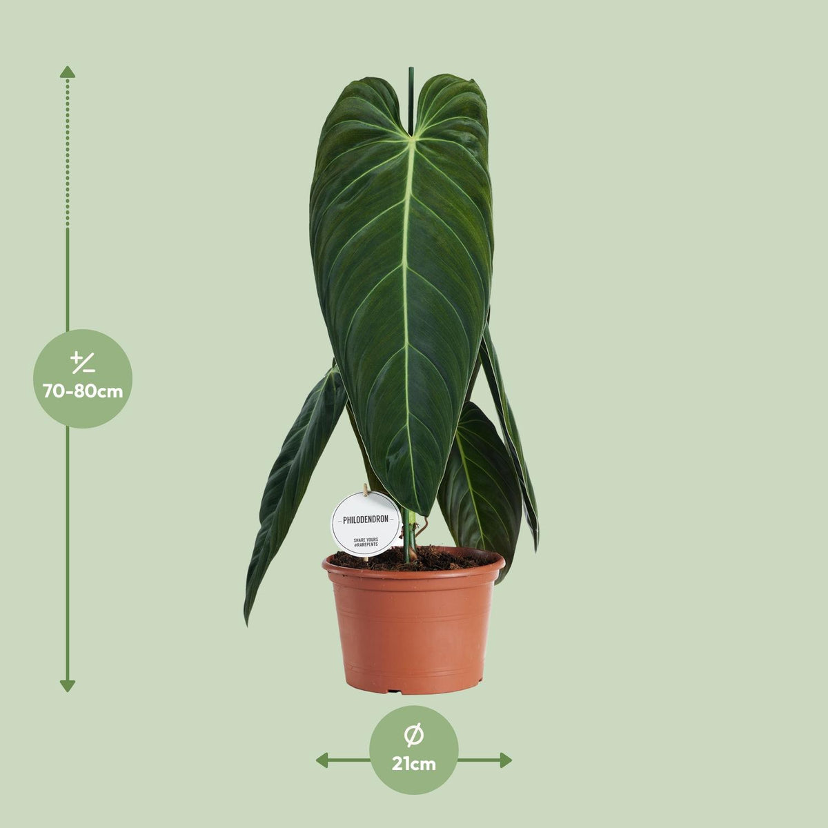 Detailfoto van Philodendron Melanochrysum