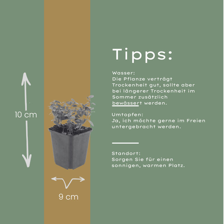 Origanum laevigatum &
