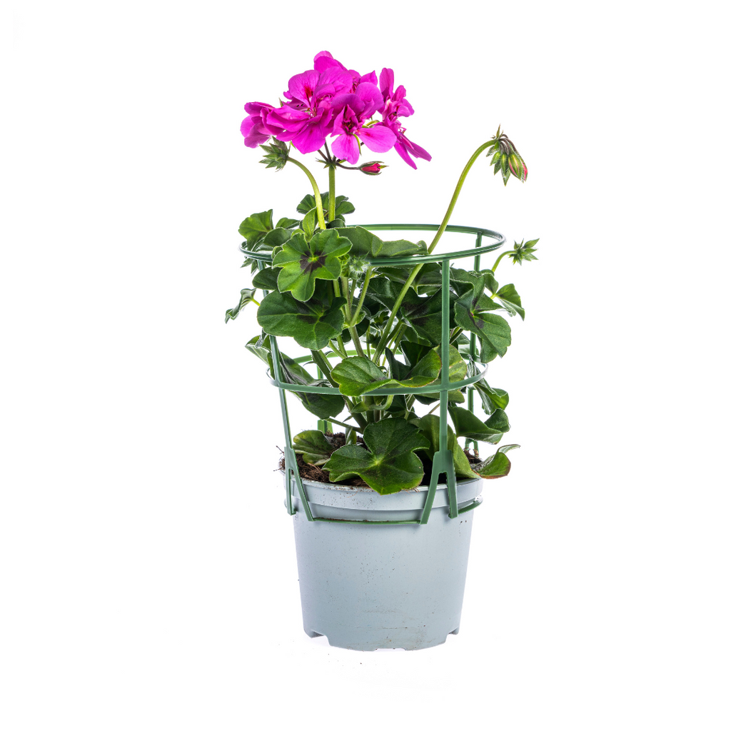 8x Pelargonium Peltatum Violet, detail van het blad
