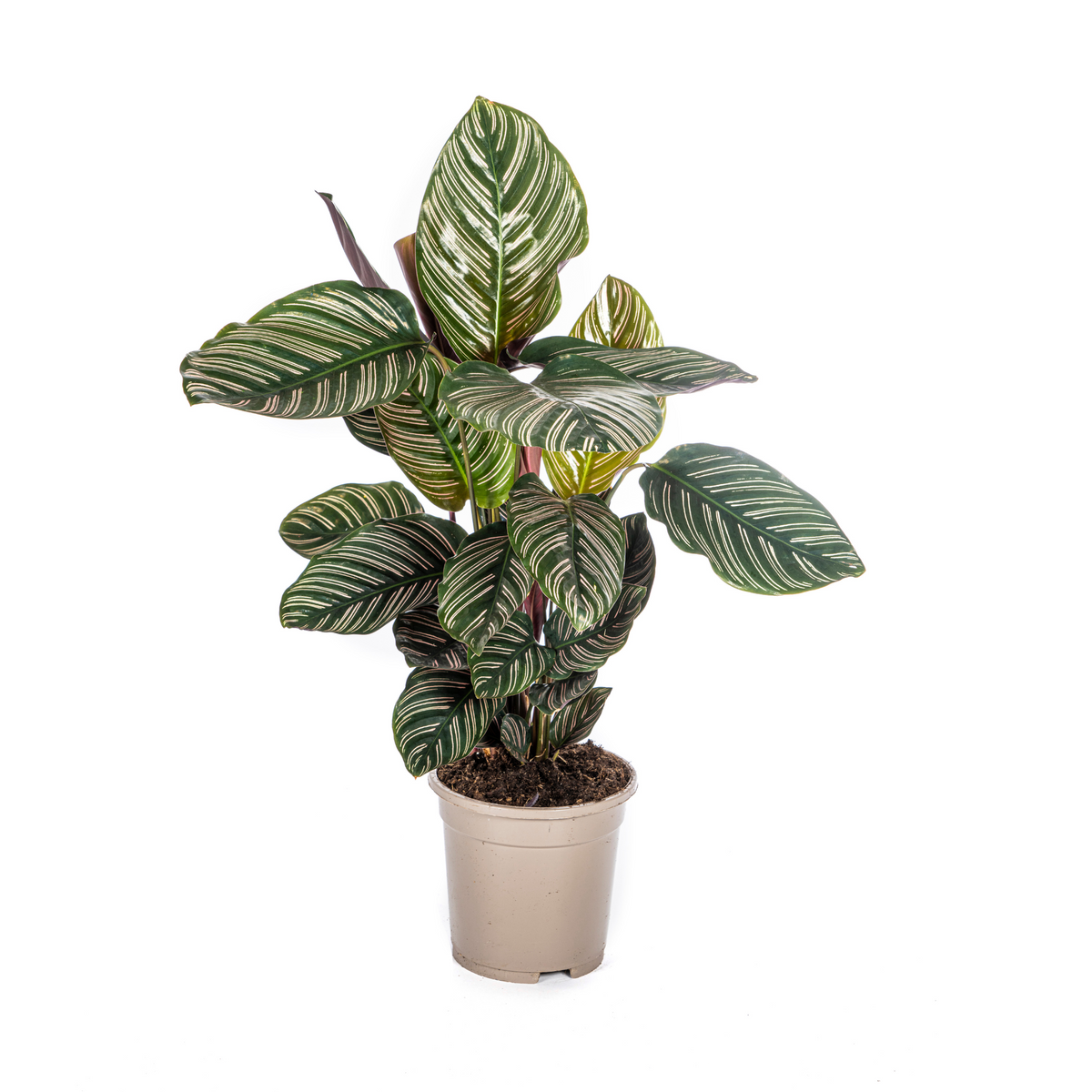 Calathea Ornata Sanderiana, plant in pot