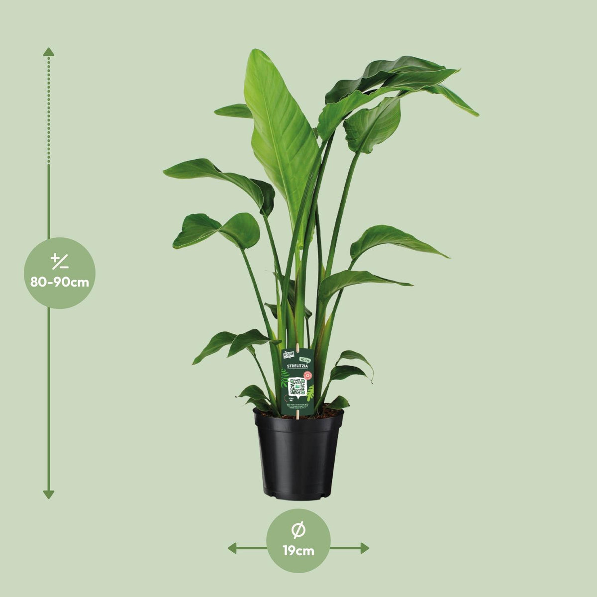 Detailfoto van Strelitzia Nicolai