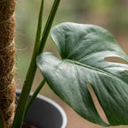 Gatenplant - Monstera Deliciosa mosstok  met grijze pot, groene bladeren