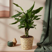 Dracaena fragrans Steudneri