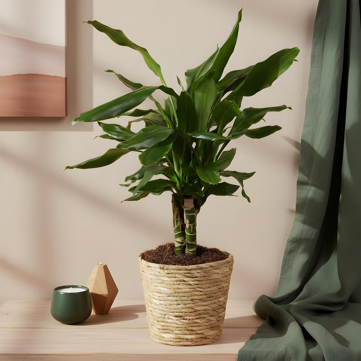 Dracaena fragrans Steudneri met mand, groene bladeren