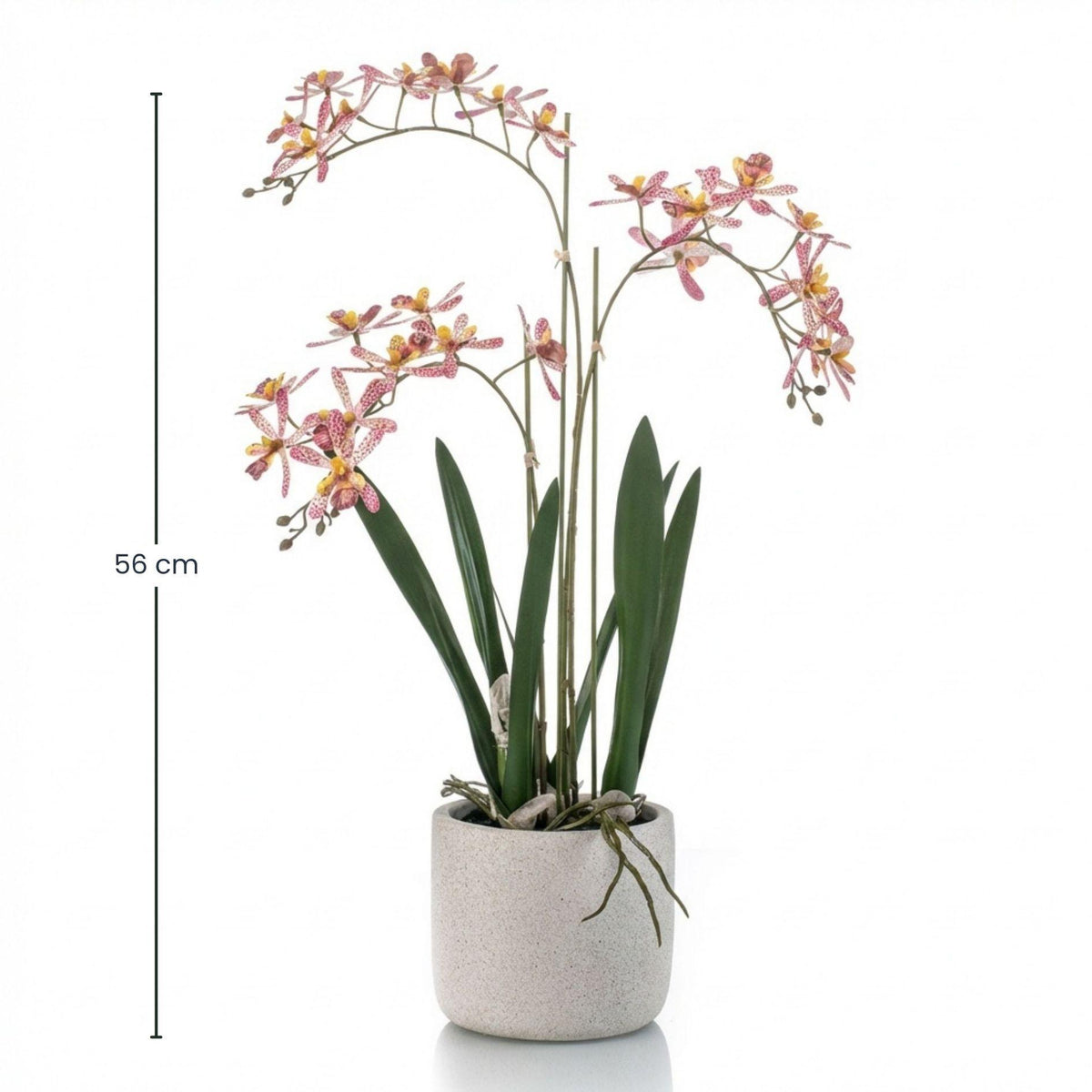 Renanthera Orchidee Roze in pot, detail van het blad