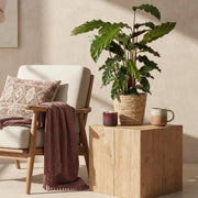 Calathea Rufibarba