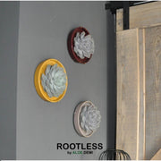 ROOTLESS Succulent Echeveria Lilacina in schaal &