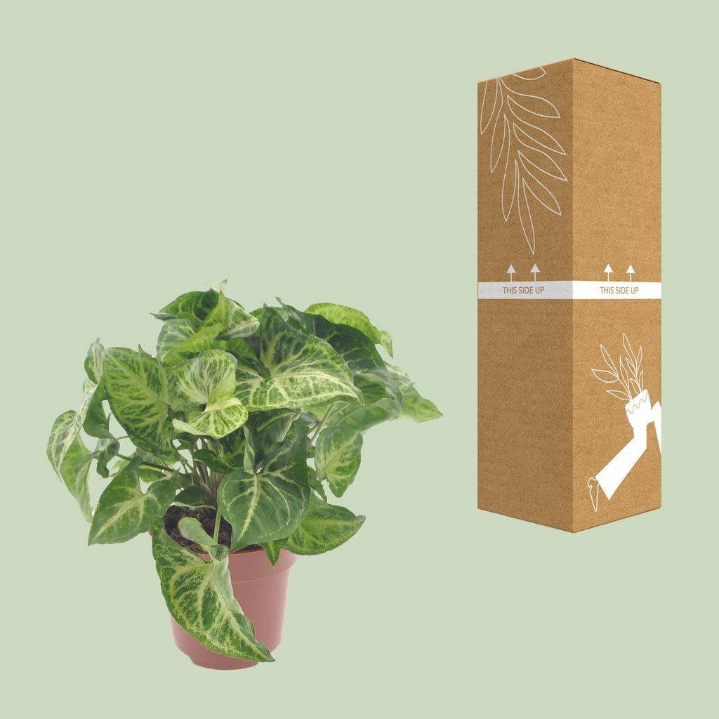 Detailfoto van Syngonium Arrow