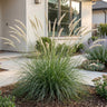 Pennisetum or. Fairy Tales - Lampenpoetsergras - Met Pluim