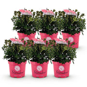 Rhododendron Bloombux Magenta, 40 cm hoog