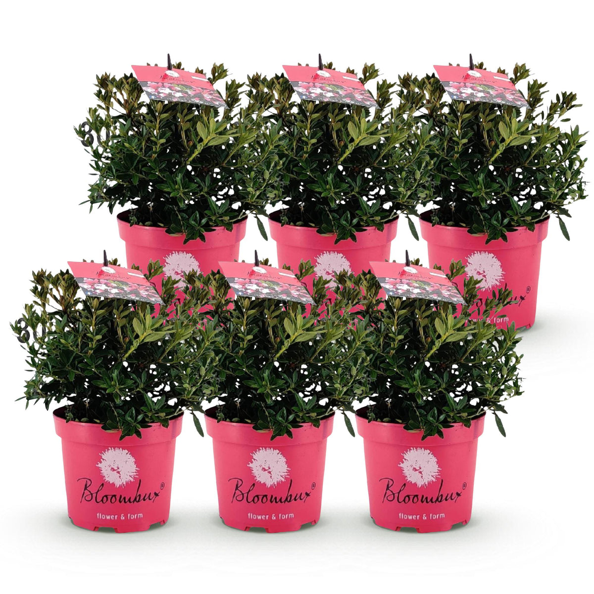 Rhododendron Bloombux Magenta, 40 cm hoog, detail van het blad
