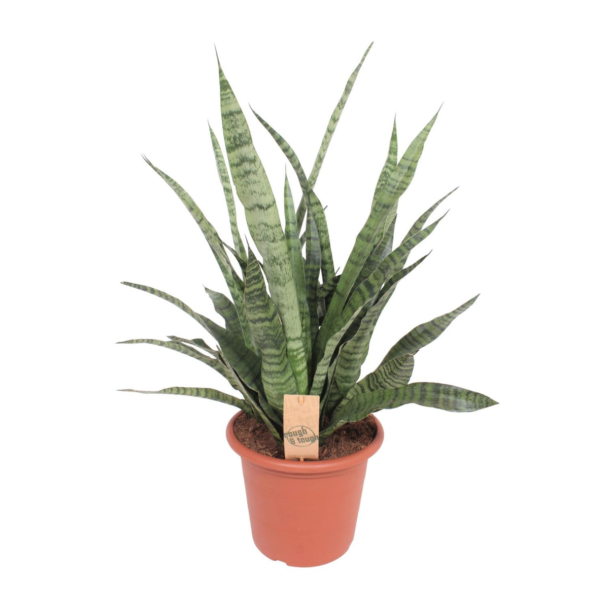 Sansevieria Diamond Green, plant in pot