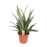 Sansevieria Diamond Green