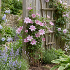 Clematis 'Piilu' - roze bosrank, groene bladeren