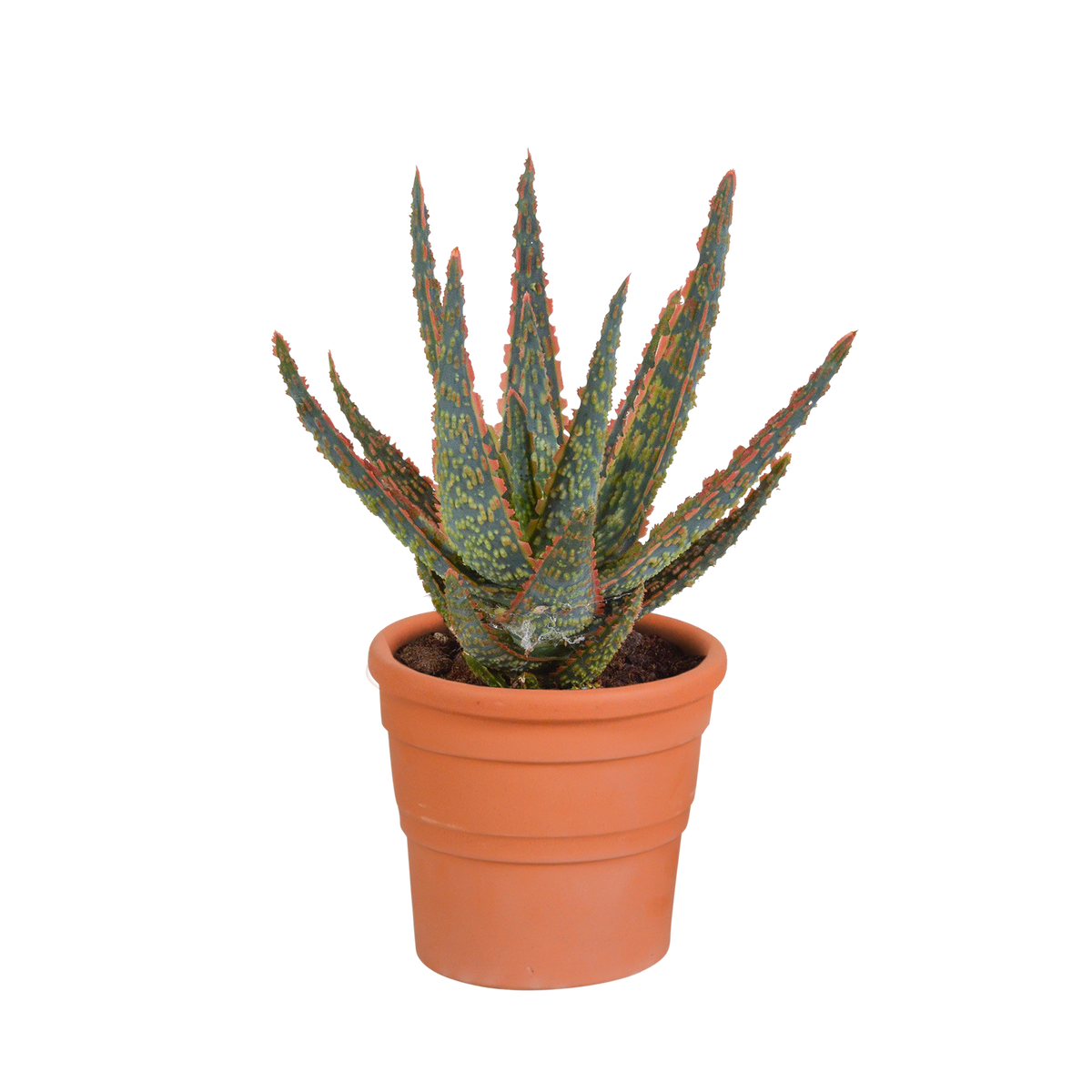 Productfoto van Aloë zebrina Dannyz