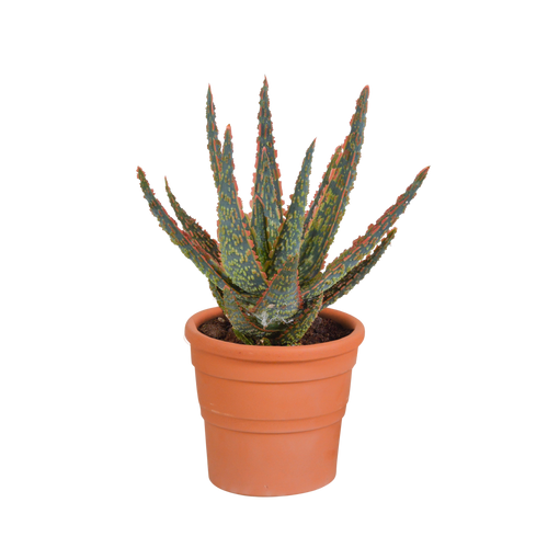 Productfoto van Aloë zebrina Dannyz
