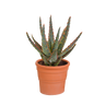 Aloë zebrina Dannyz