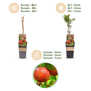 Granaatappelboom, fruitgewas voor de tuin