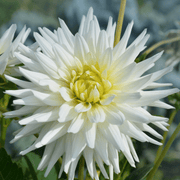 Dahlia &