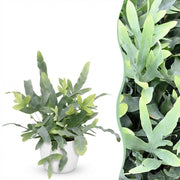 Phlebodium aureum Blue Star met witte pot