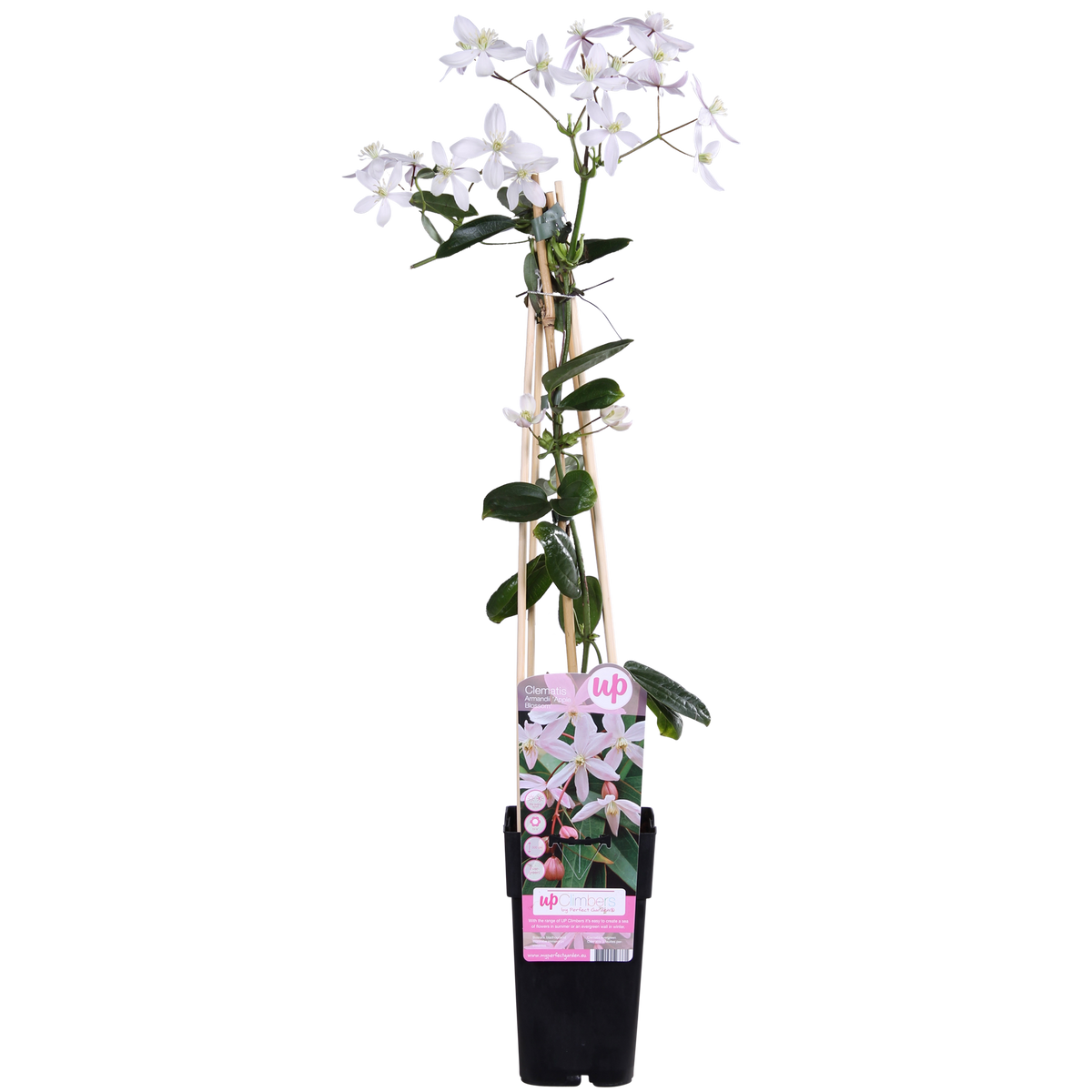 Productfoto van Clematis armandii 'Apple Blossom', groenblijvend, lichtroze