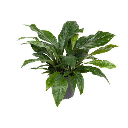 Productfoto van Anthurium Jungle Bush