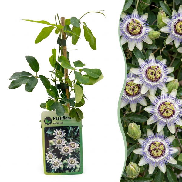 Passiflora caerulea - blauwe passiebloem