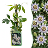 Passiflora caerulea - blauwe passiebloem - Ø9 cm