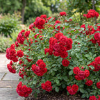 Rosa Rote The Fairy, gezonde plant