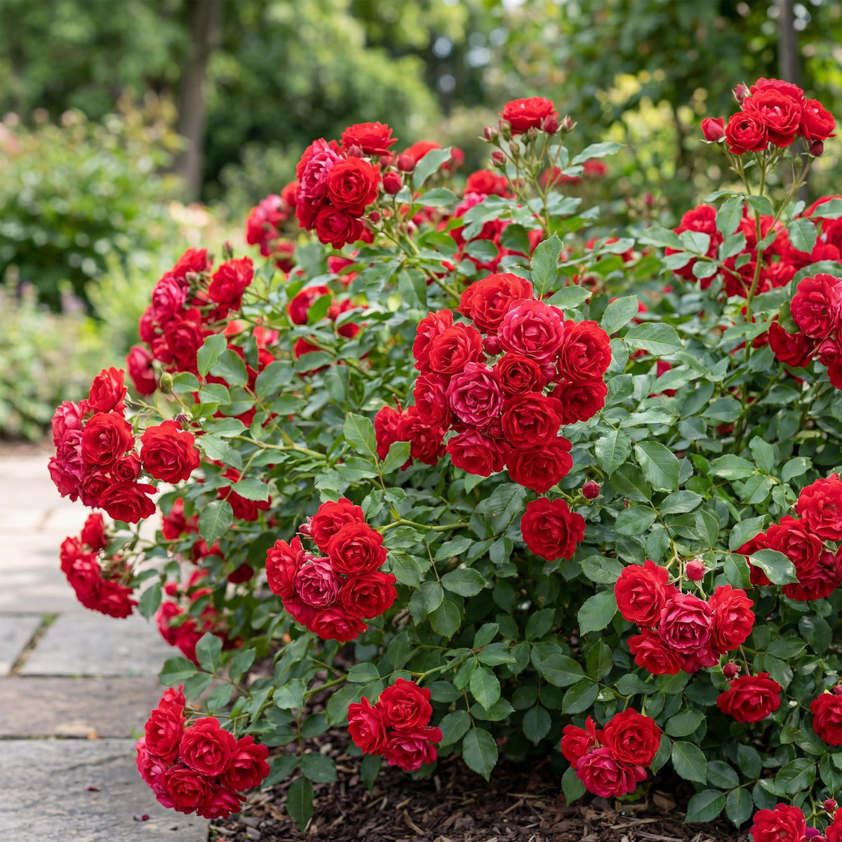 Rosa Rote The Fairy, gezonde plant