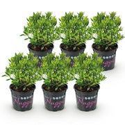 Bloeiende buxusvervanger Bloombux Light Pink (6x)