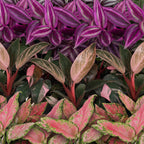 Productafbeelding van Pureplant