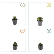 Potentilla tridentata &
