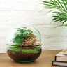 DIY Planten terrarium tweedelig bolglas - Dome Red - Met complete gereedschapsset