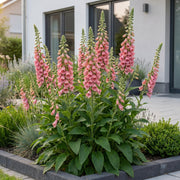 Digitalis mertonensis - Vingerhoedskruid - Schaduw - Roze - 6 Planten