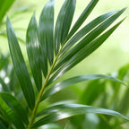 Howea Forsteriana, gezonde plant