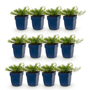 12x Vlambloem Tricolour