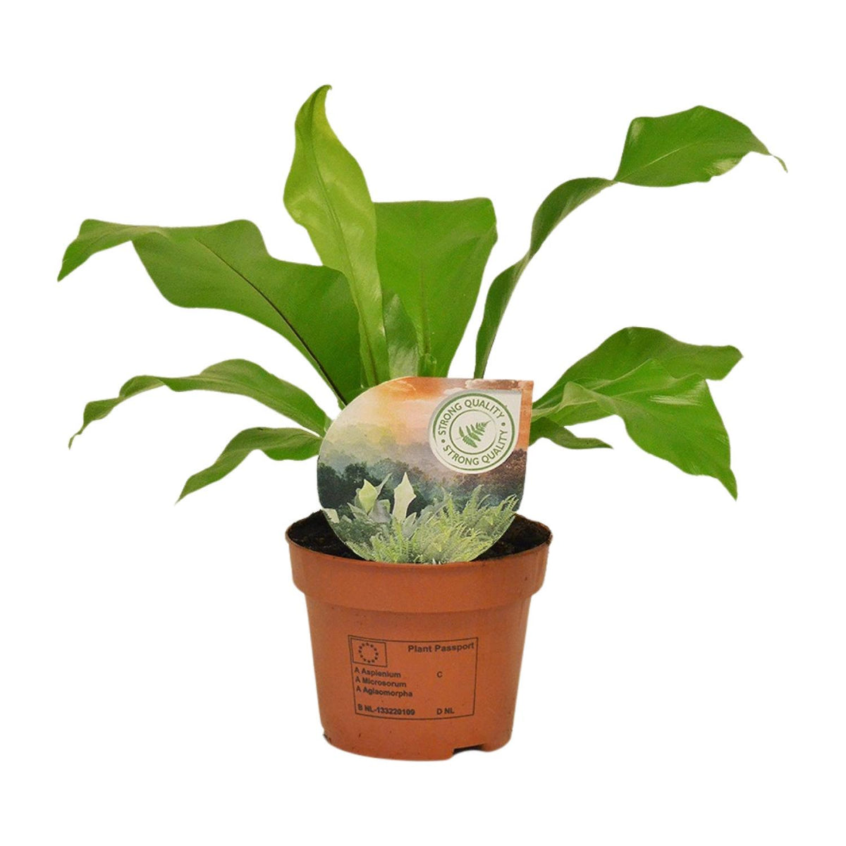 Detailfoto van Asplenium Nidus