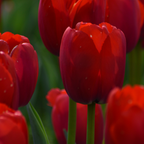 Tulpenbollen Ile de France – 20 Stuks Maat 11/12, detail van het blad