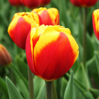 Tulpenbollen Dow Jones, rood-geel gestreept, 20 stuks, groene bladeren