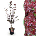Acer palmatum Bloodgood, plant in pot