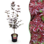 Acer palmatum Bloodgood, plant in pot