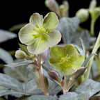 Lenten rose Helleborus sternii Silver Dollar, groeiwijze van de plant