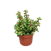 Portulacaria afra mediopicta