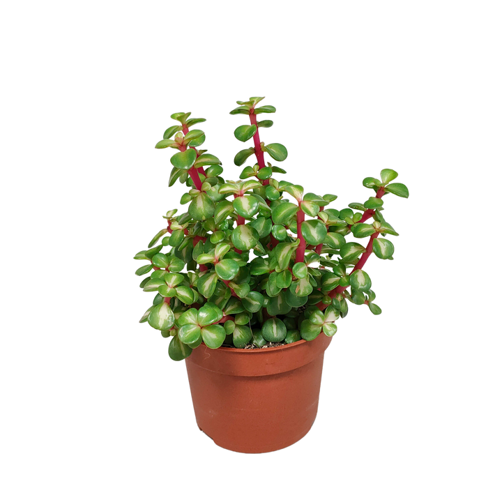 Portulacaria afra mediopicta