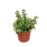 Portulacaria afra mediopicta