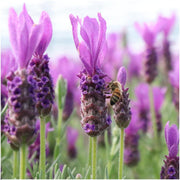 Lavandula stoechas Anouk® op stam